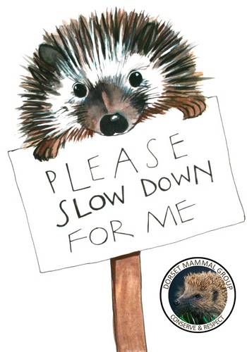 hedgehog_slowdown